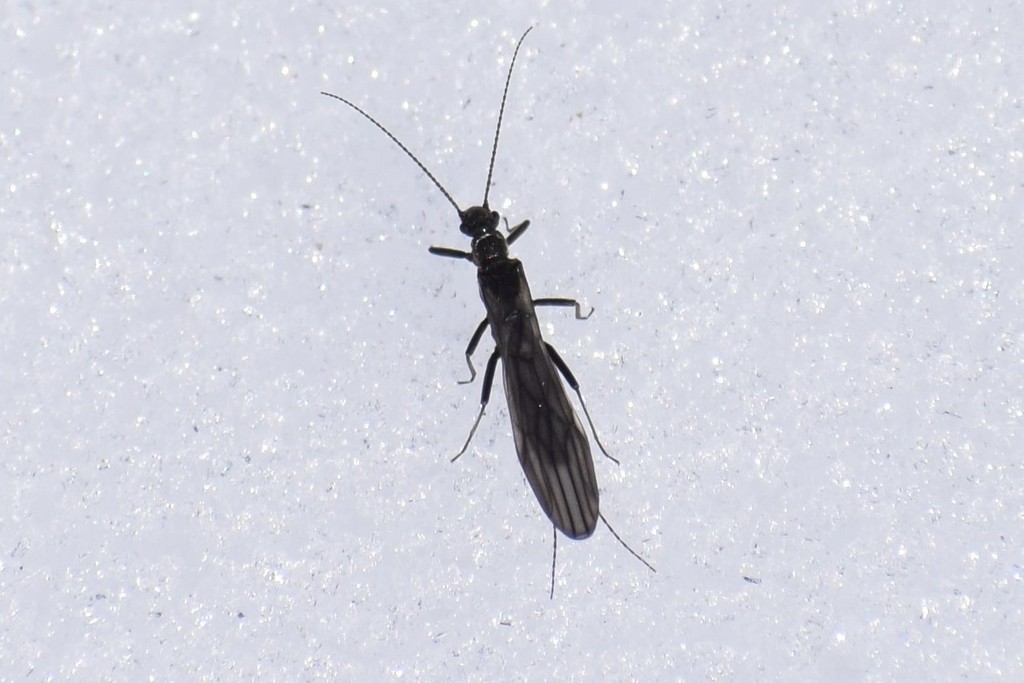 Cascades Snowfly