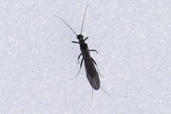 Capnia elongata