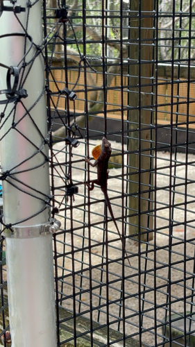 Brown Anole