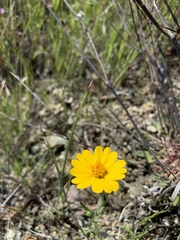 Layia septentrionalis