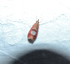 Syntonarcha vulnerata