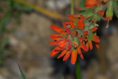 Castilleja brevilobata