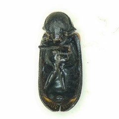Melyrodes basalis