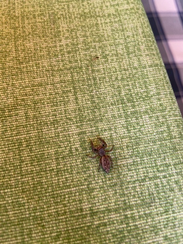 Fencepost jumping spider