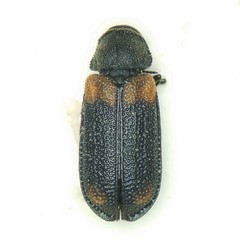 Melyrodes basalis