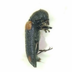 Melyrodes basalis