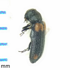 Melyrodes basalis