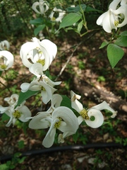 Cornus florida urbiniana