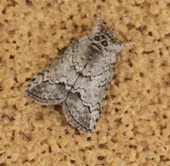 Nycteola polycyma