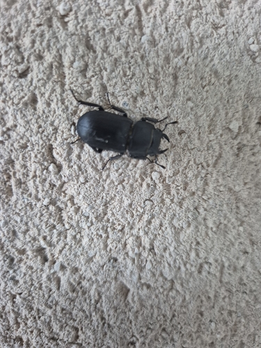 Lesser Stag Beetle