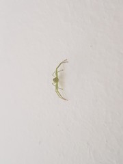 Diaea
