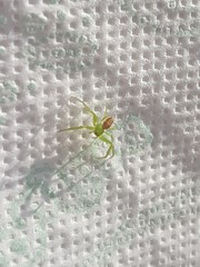 Diaea