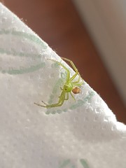 Diaea
