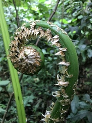 Cyathea arborea
