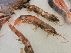 Aristaeomorpha foliacea