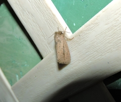 Bathytricha truncata