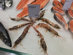 Aristaeomorpha foliacea