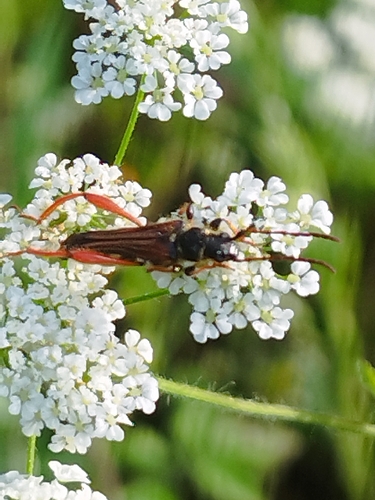 Stenopterus rufus