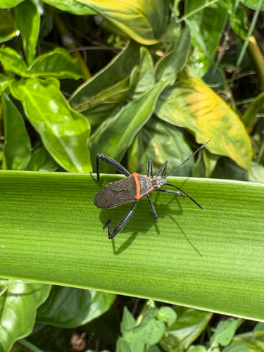 Phthiacnemia picta