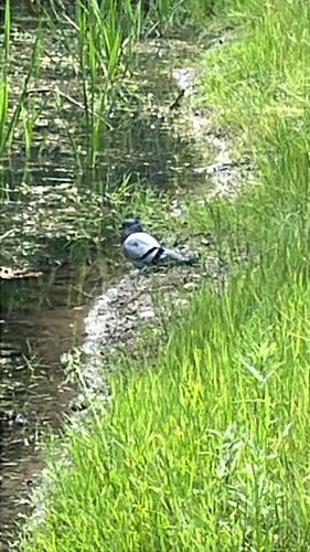 Feral Pigeon