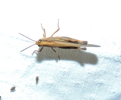 Aiolopus thalassinus dubius