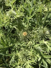 Cirsium quercetorum