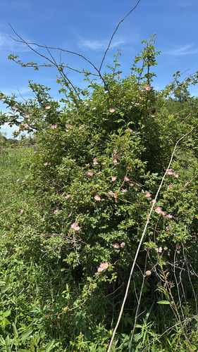 iNaturalist observation photo of Sweet-brier