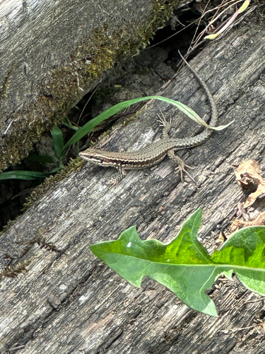 Common Wall Lizard