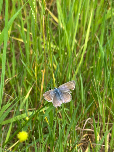 Common Blue