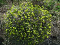 Euphorbia spinosa