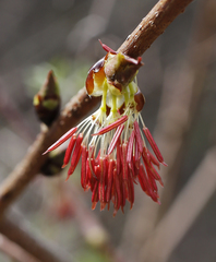 Euptelea polyandra