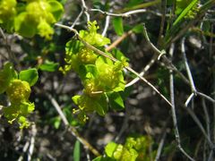 Euphorbia spinosa