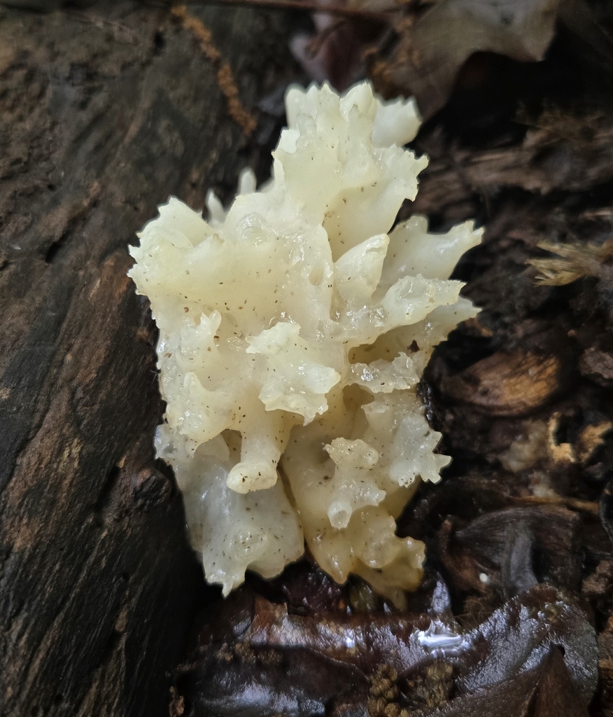 white coral jelly fungus · May 2026 · photo: Photo: (c) Ben Gruhot, some rights reserved (CC BY) · iNaturalist