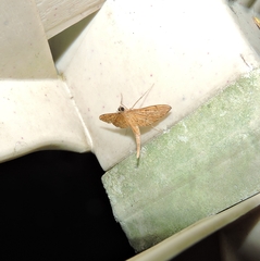 Tatobotys janapalis