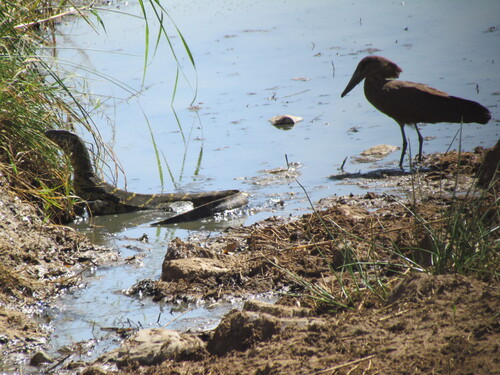 iNaturalist image