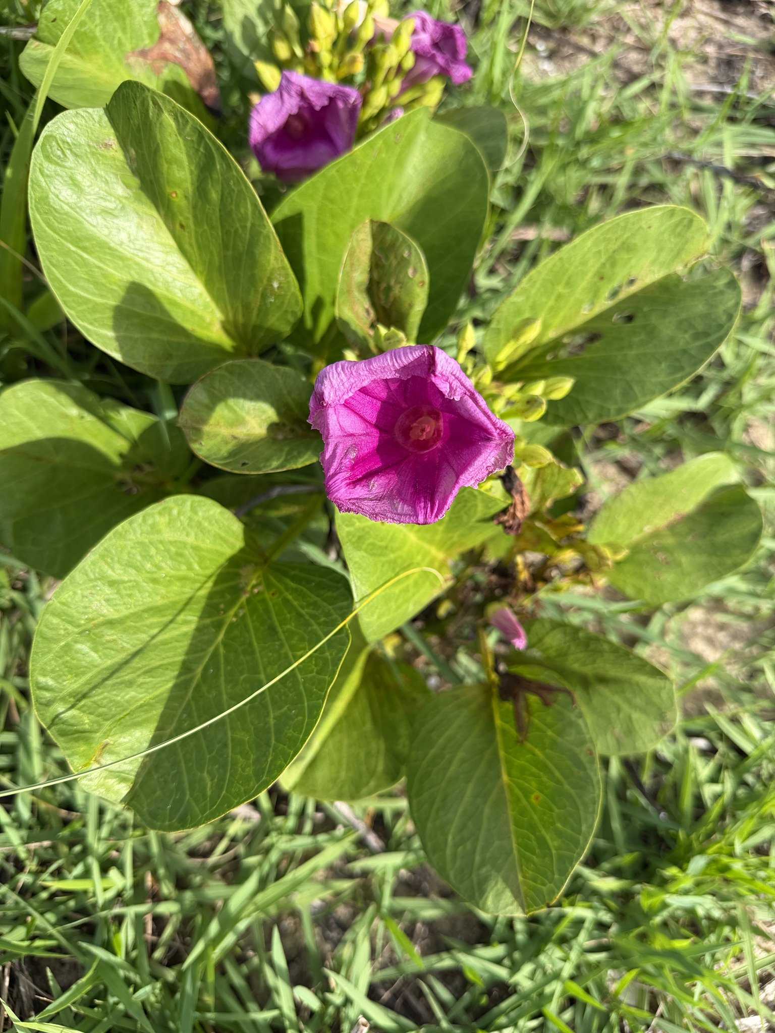Ipomoea pes-caprae