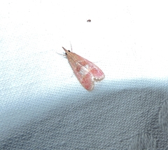 Syntonarcha vulnerata