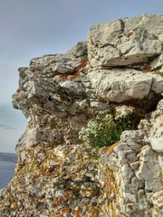 Schivereckia podolica