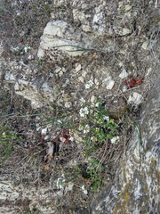 Schivereckia podolica