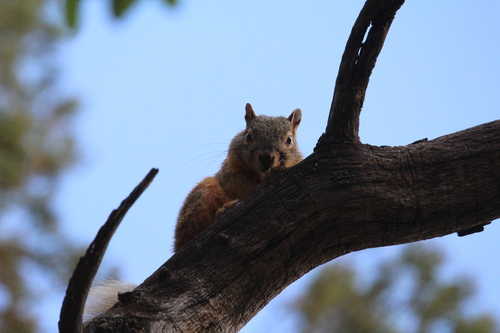 Mexican Fox Squirrel observed by torinorth