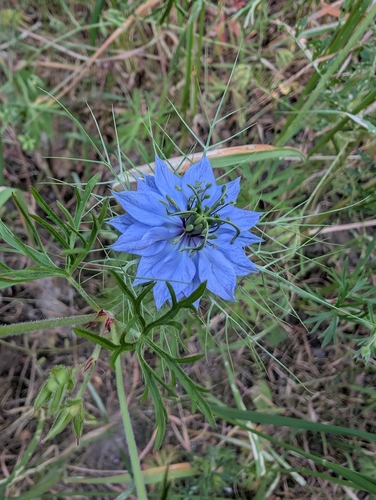 love-in-a-mist