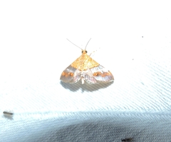 Tetracona amathealis