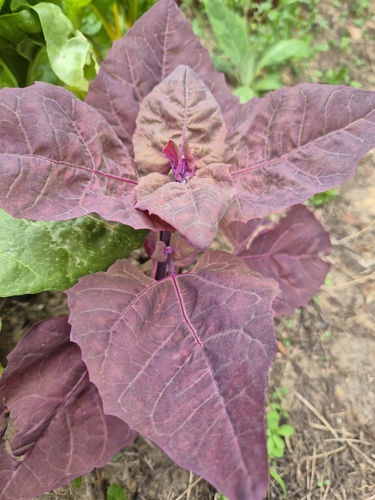 garden orache