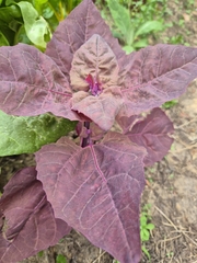 Atriplex hortensis, photograph author not stated, no rights reserved