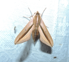 Theretra silhetensis