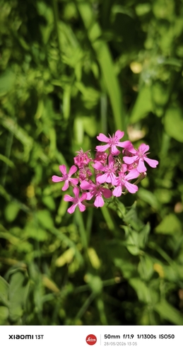 Sweet William Catchfly