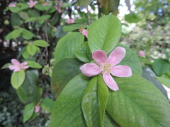 Pseudocydonia sinensis