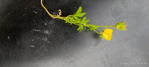 Creeping cinquefoil