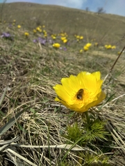 Adonis vernalis