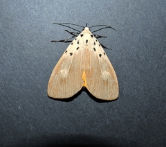 Asota iodamia